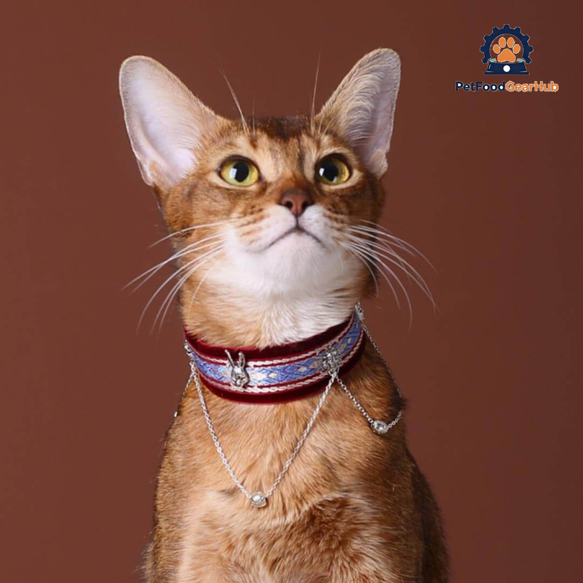 La Nuit Cat Collar | Luxurious Accessories for Cats | PetFoodGearHub