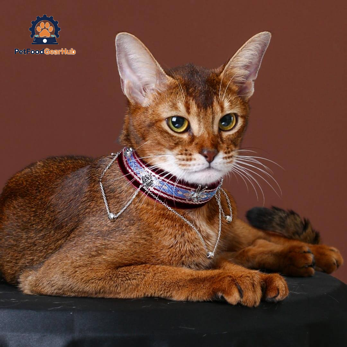 La Nuit Cat Collar | Luxurious Accessories for Cats | PetFoodGearHub