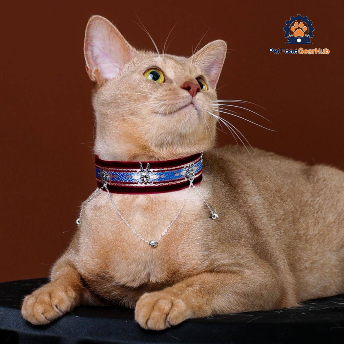 La Nuit Cat Collar | Luxurious Accessories for Cats | PetFoodGearHub