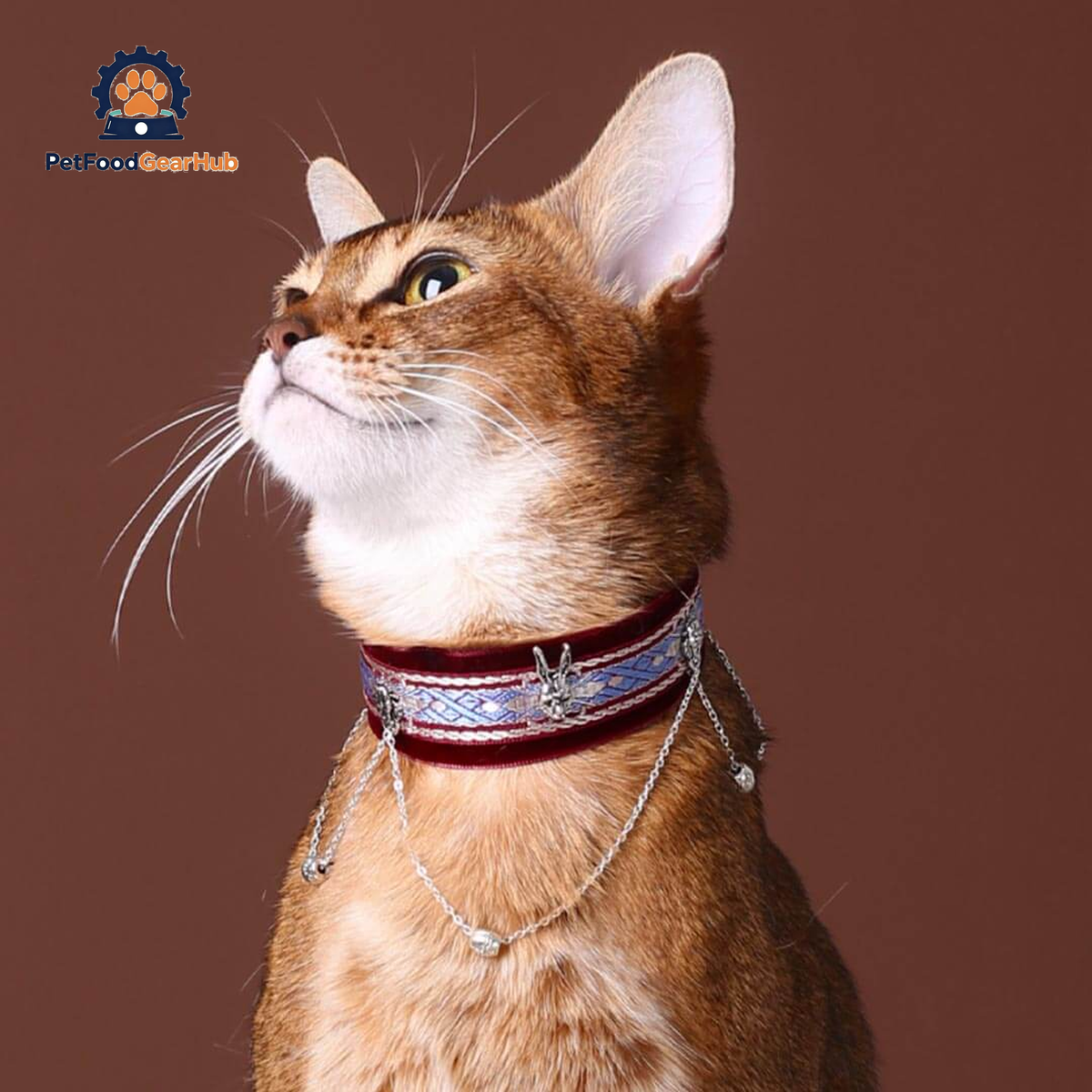 La Nuit Cat Collar | Luxurious Accessories for Cats | PetFoodGearHub