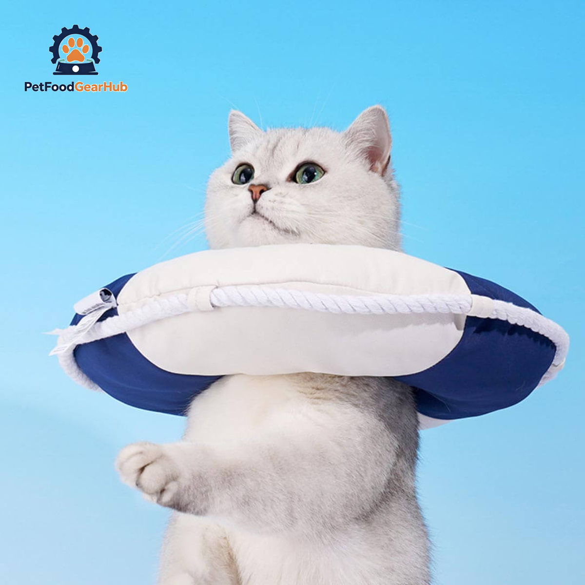 Lifebuoy Elizabethan Collar for Cats | Cat with E Collar | PetFoodGearHub