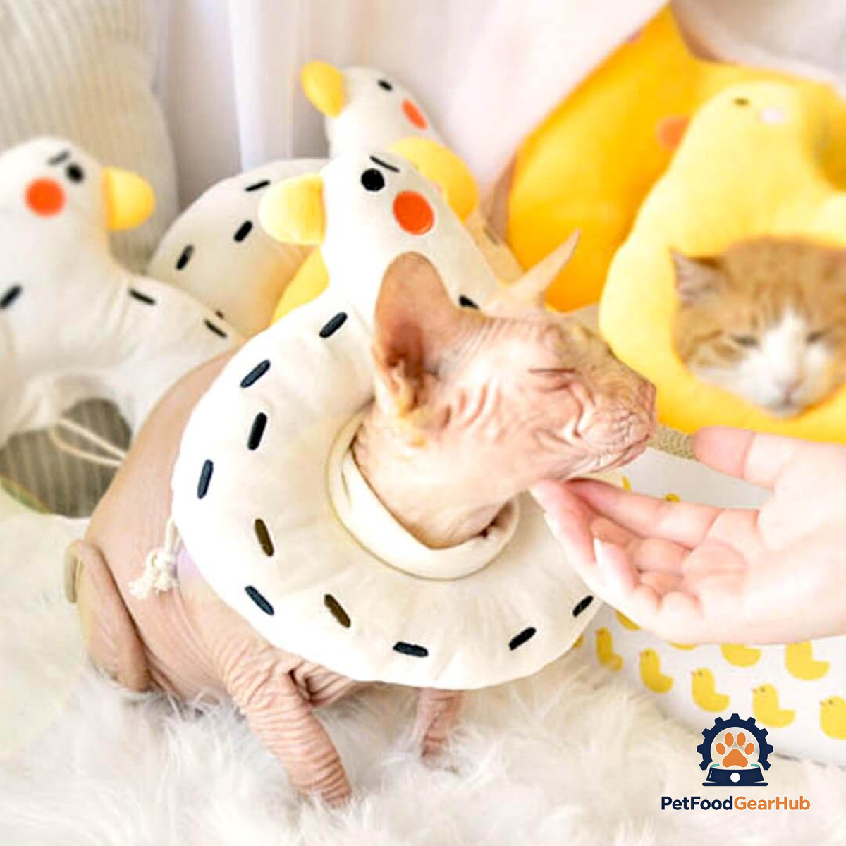 Goose Elizabethan Collar | Sphynx Cat with E Collar | PetFoodGearHub